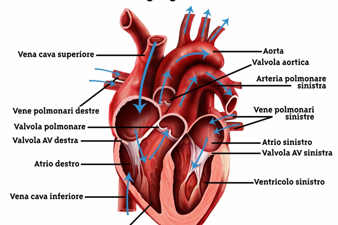 L' INFARTO SECONDO IL MTC