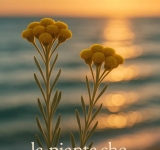 ELICRISO :   LA PIANTA DEL SOLE !!!